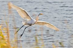 Silberreiher im Anflug