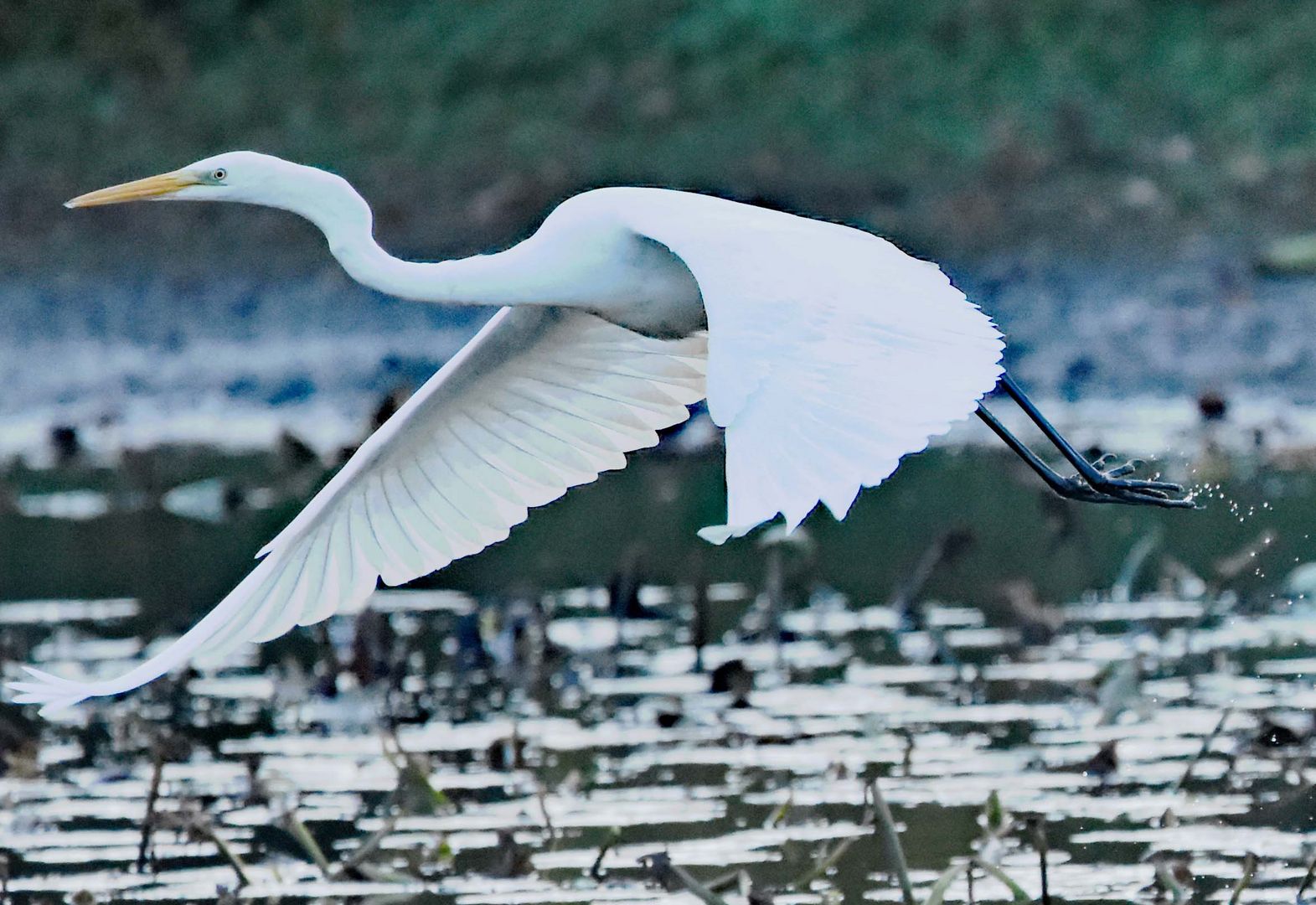 Silberreiher im Anflug