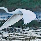 Silberreiher im Anflug