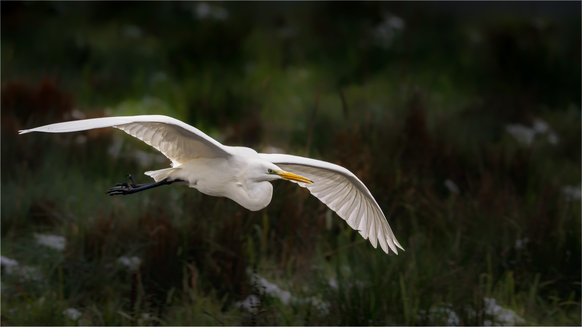 Silberreiher im Anflug