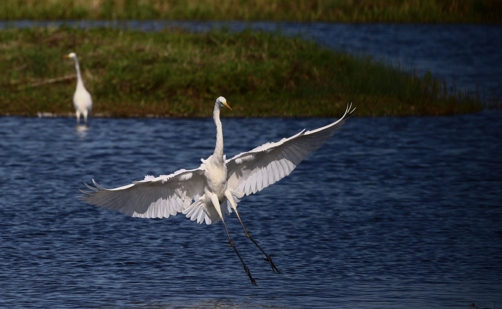 Silberreiher im Anflug