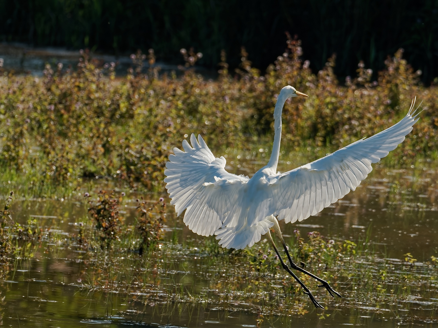 Silberreiher im Anflug V2