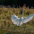 Silberreiher im Anflug V2