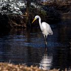 "SILBERREIHER IM BACH"