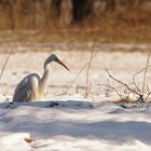 Silberreiher im Bächlein