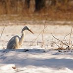 Silberreiher im Bächlein