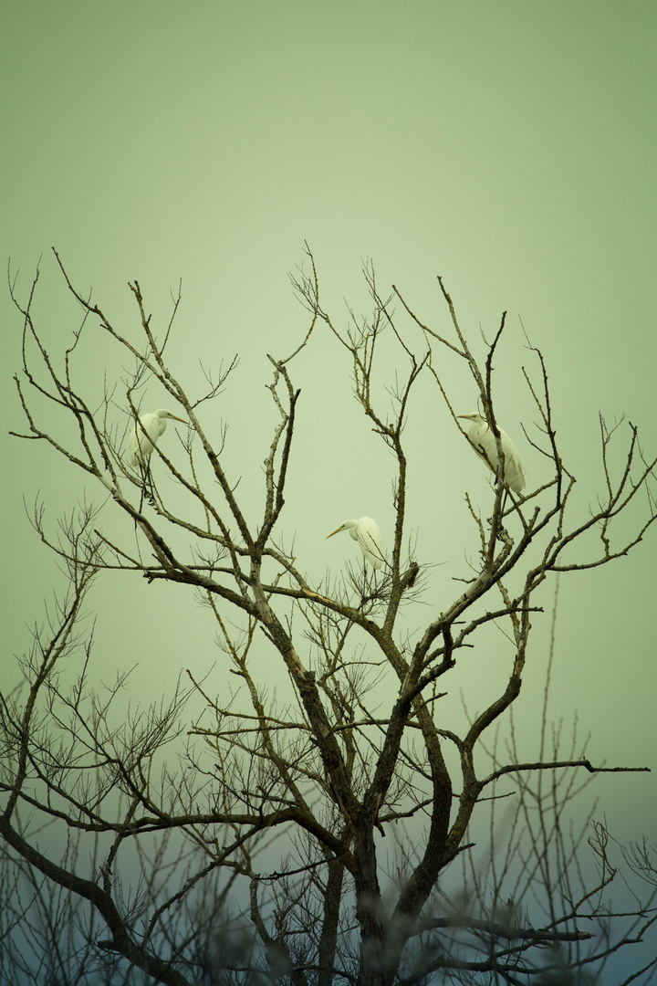 Silberreiher im Baum