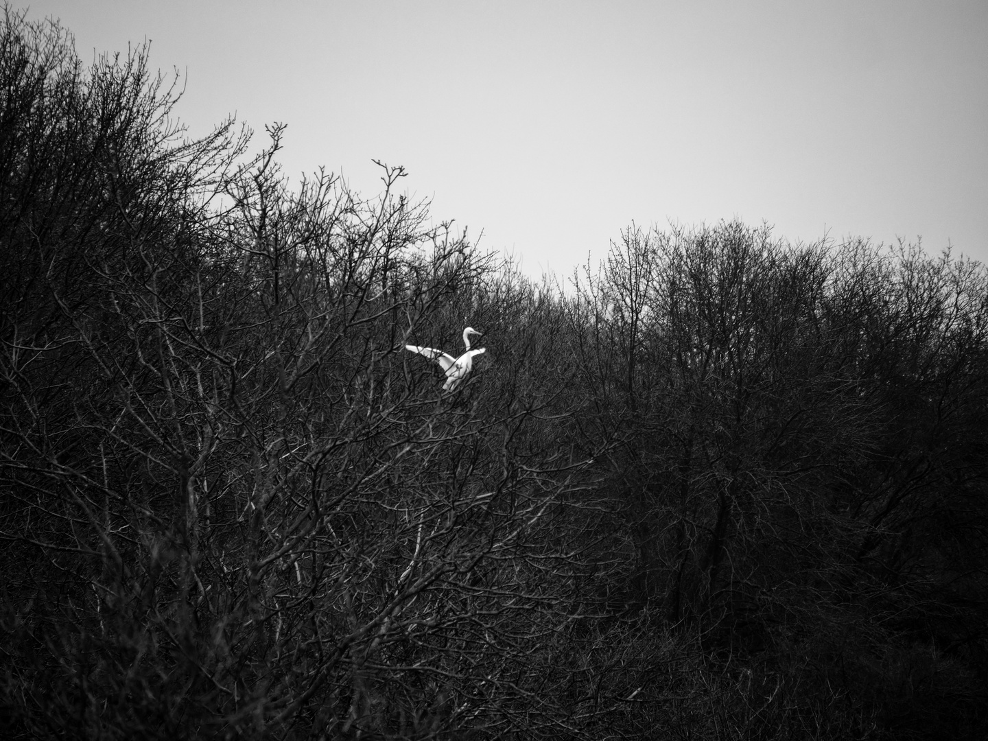 Silberreiher im Baum