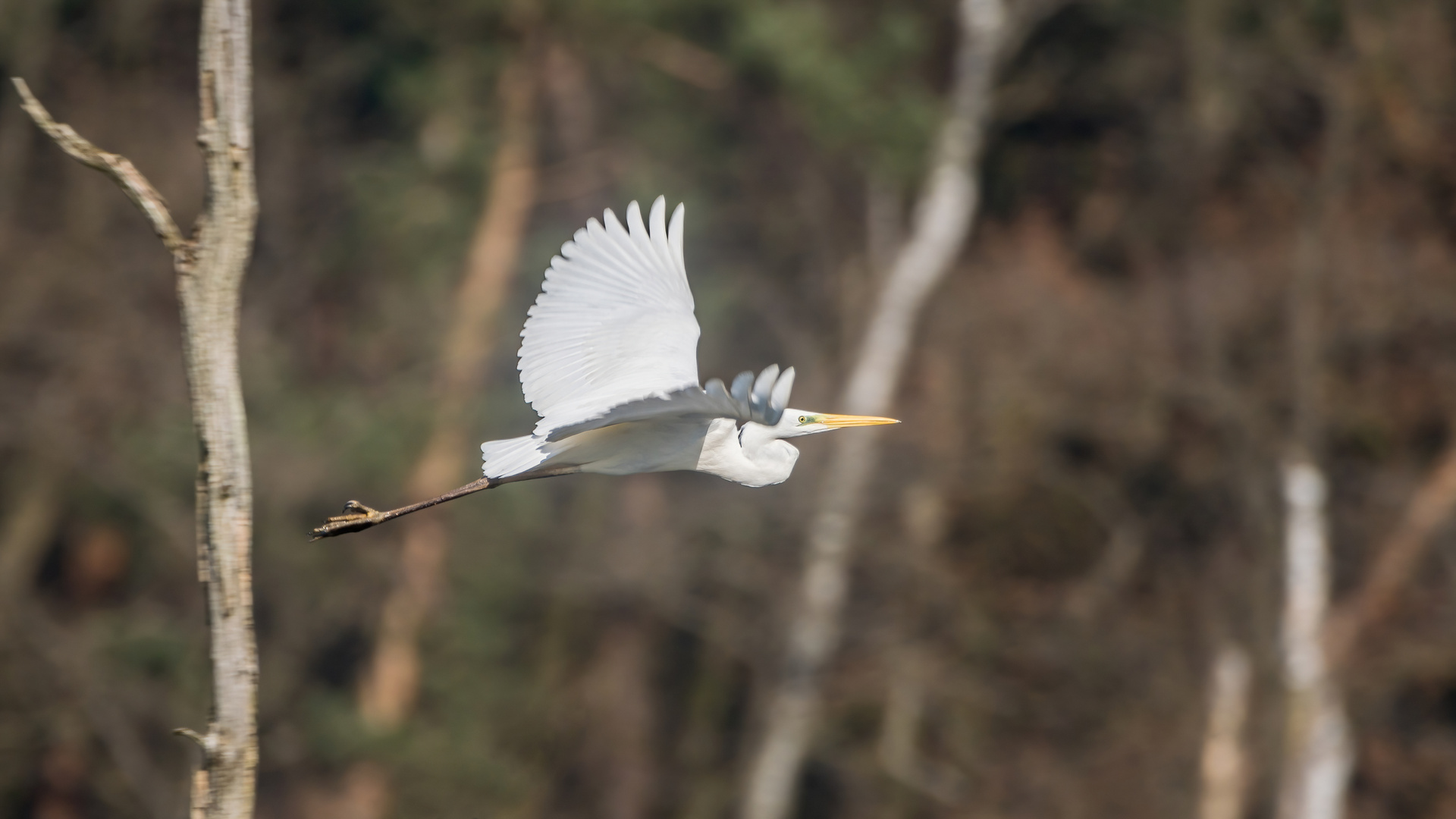 Silberreiher im besten Licht