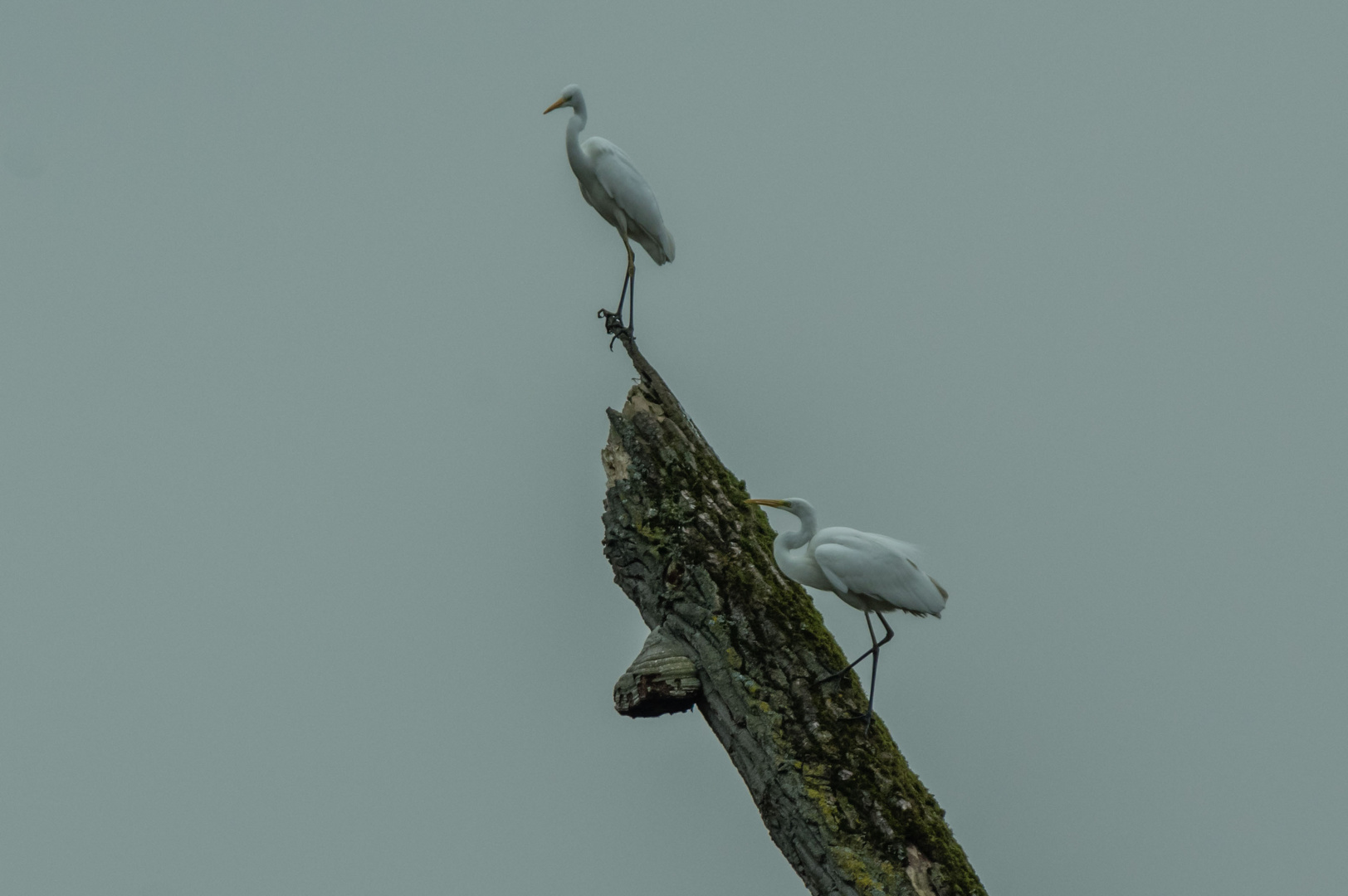 Silberreiher im Doppelpack