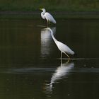 Silberreiher im Doppelpack