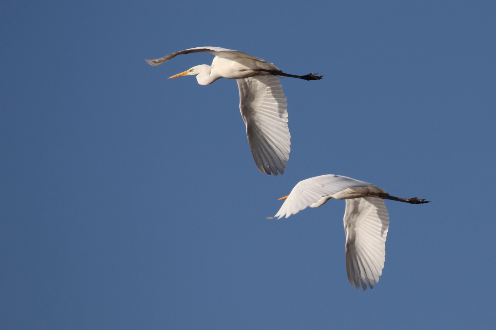 Silberreiher Im Doppelpack (Ardea alba)