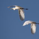 Silberreiher Im Doppelpack (Ardea alba)