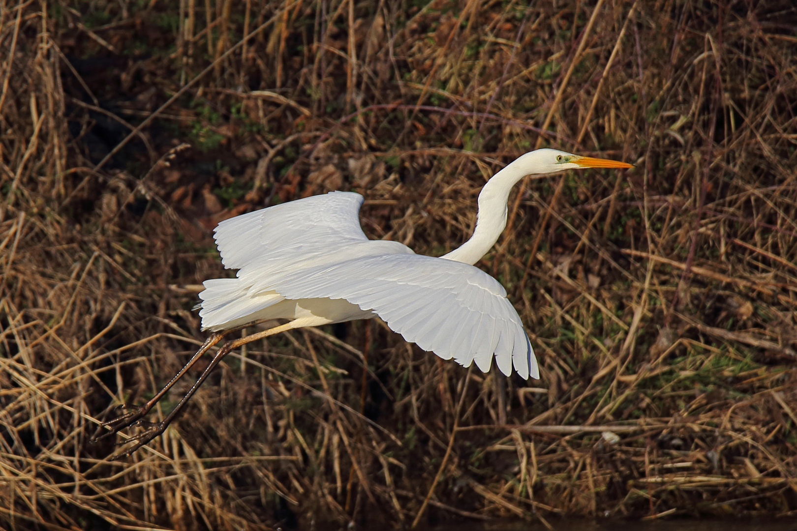 Silberreiher im Durchflug