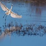 Silberreiher im Flug  001