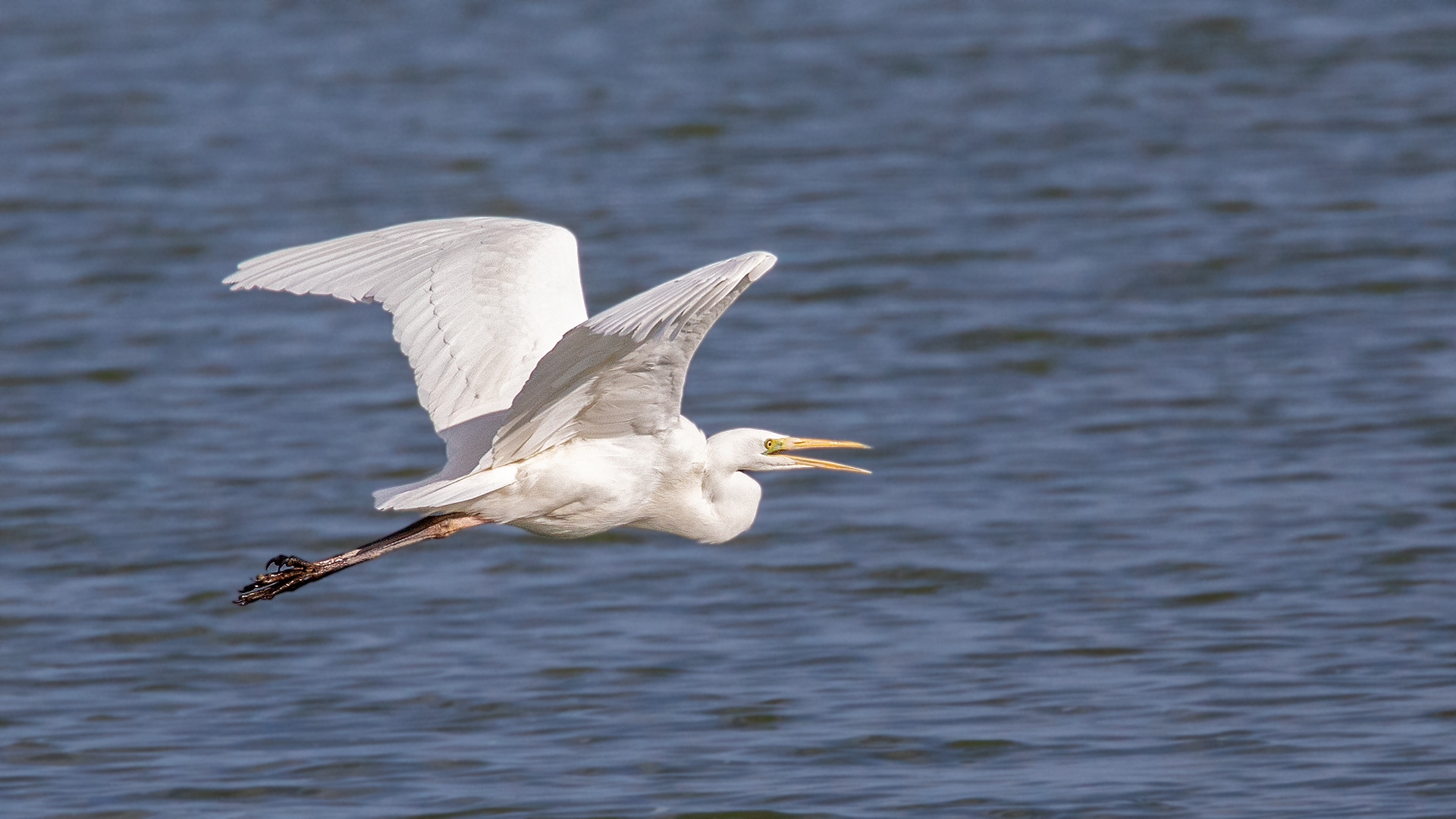 Silberreiher im Flug 005 