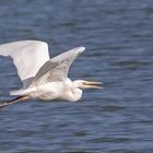 Silberreiher im Flug 005 