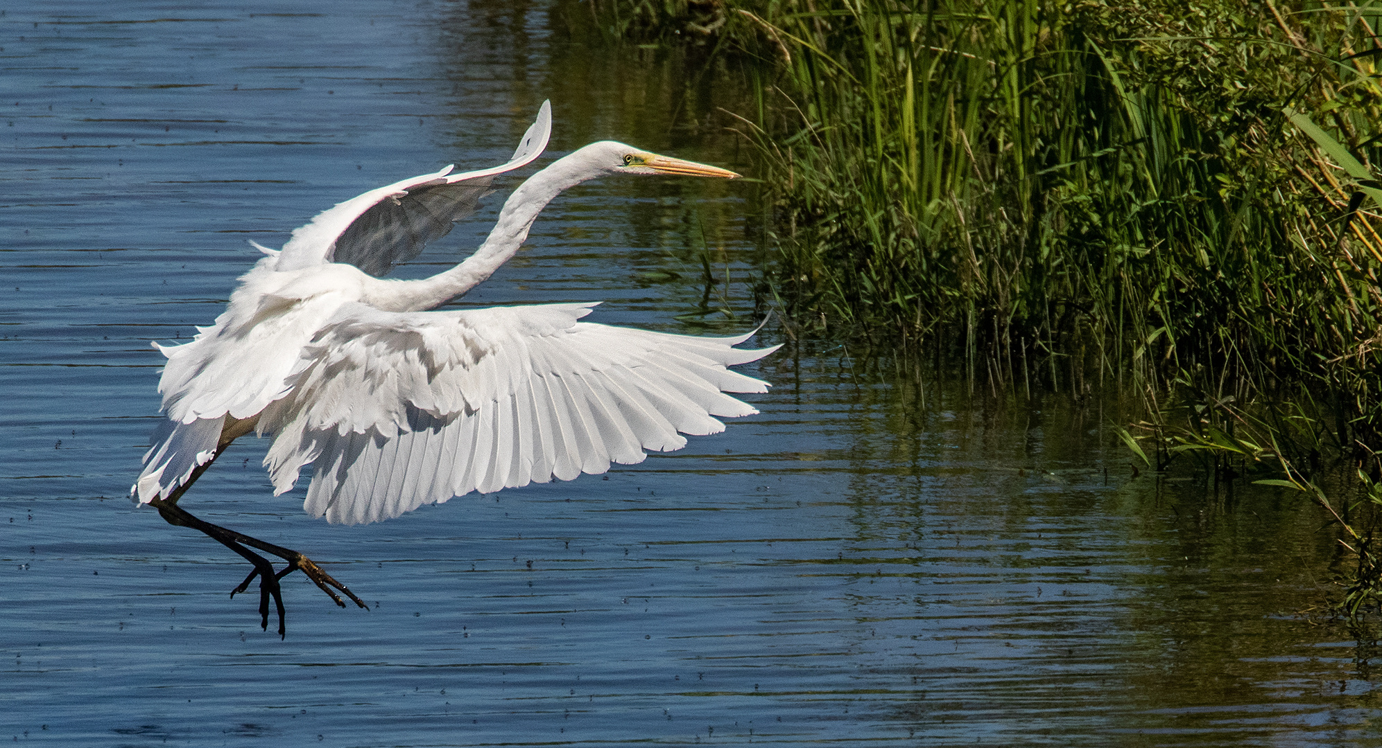 Silberreiher im Flug 007