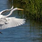 Silberreiher im Flug 007