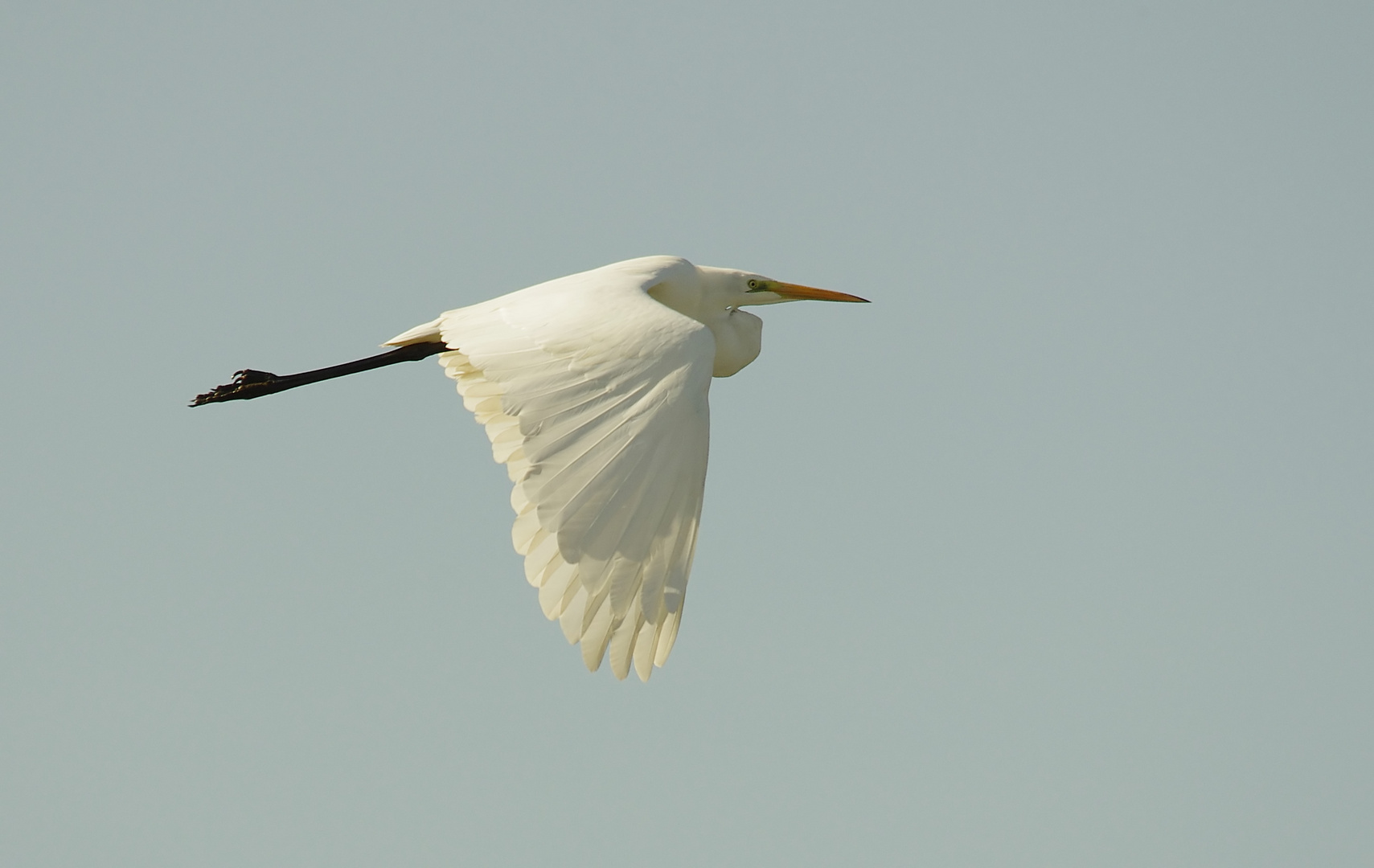 Silberreiher im Flug