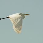 Silberreiher im Flug