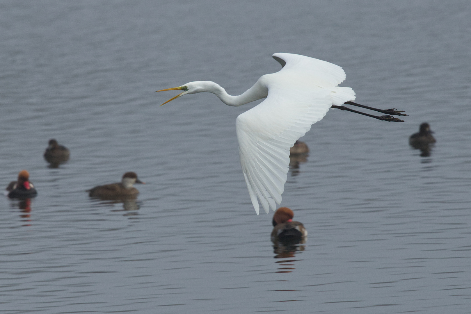 Silberreiher im Flug