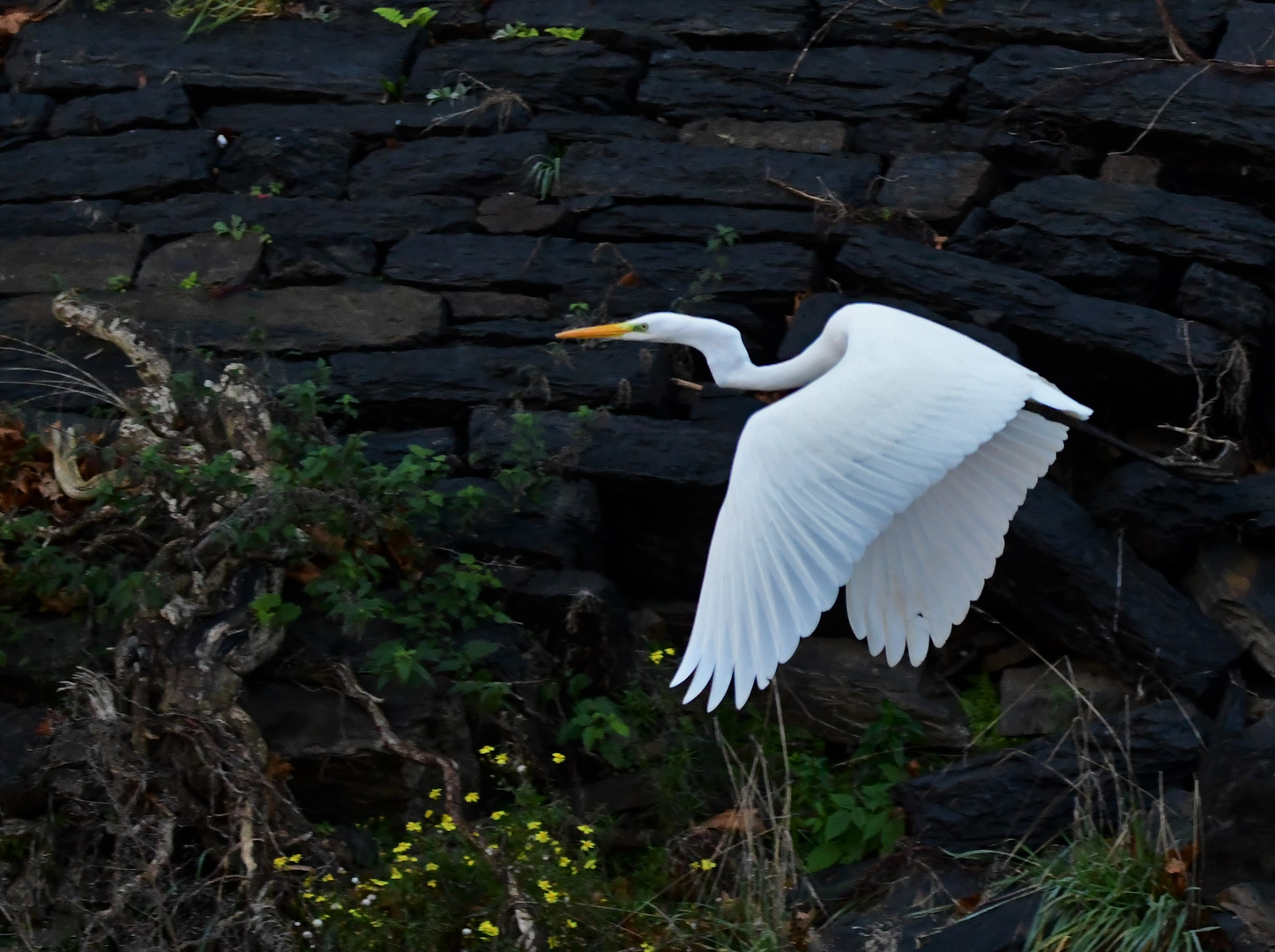 Silberreiher im Flug