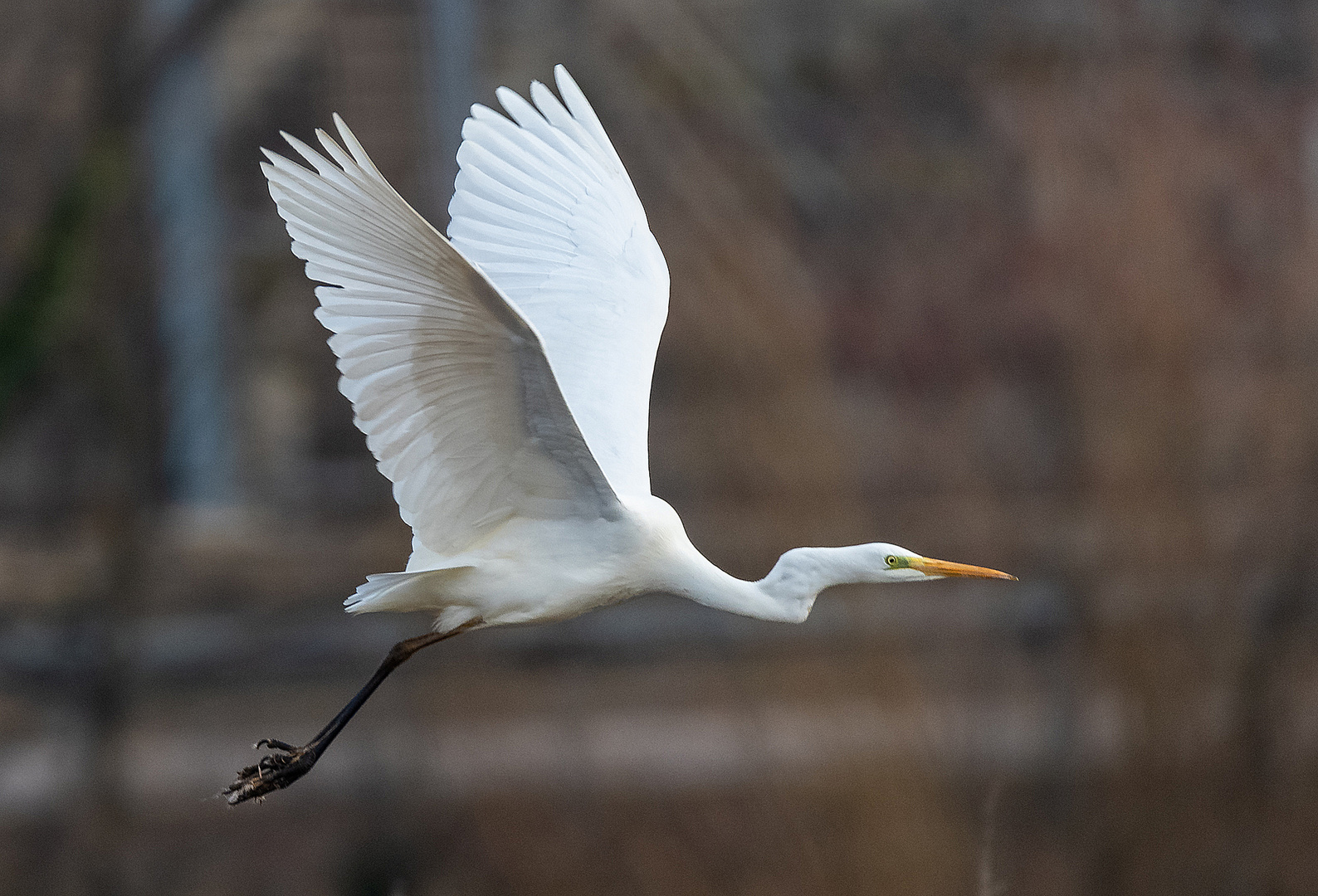 Silberreiher im Flug