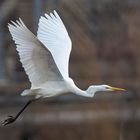 Silberreiher im Flug