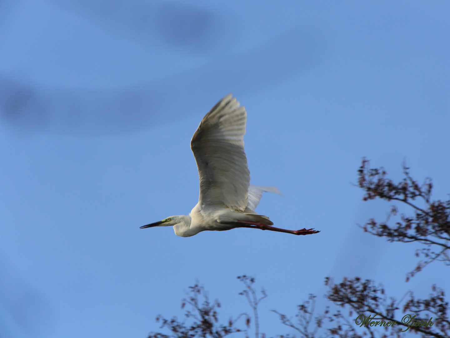 Silberreiher im Flug