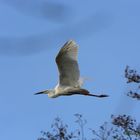 Silberreiher im Flug