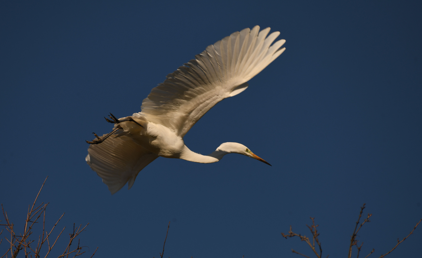 Silberreiher im Flug 