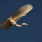 Silberreiher im Flug 