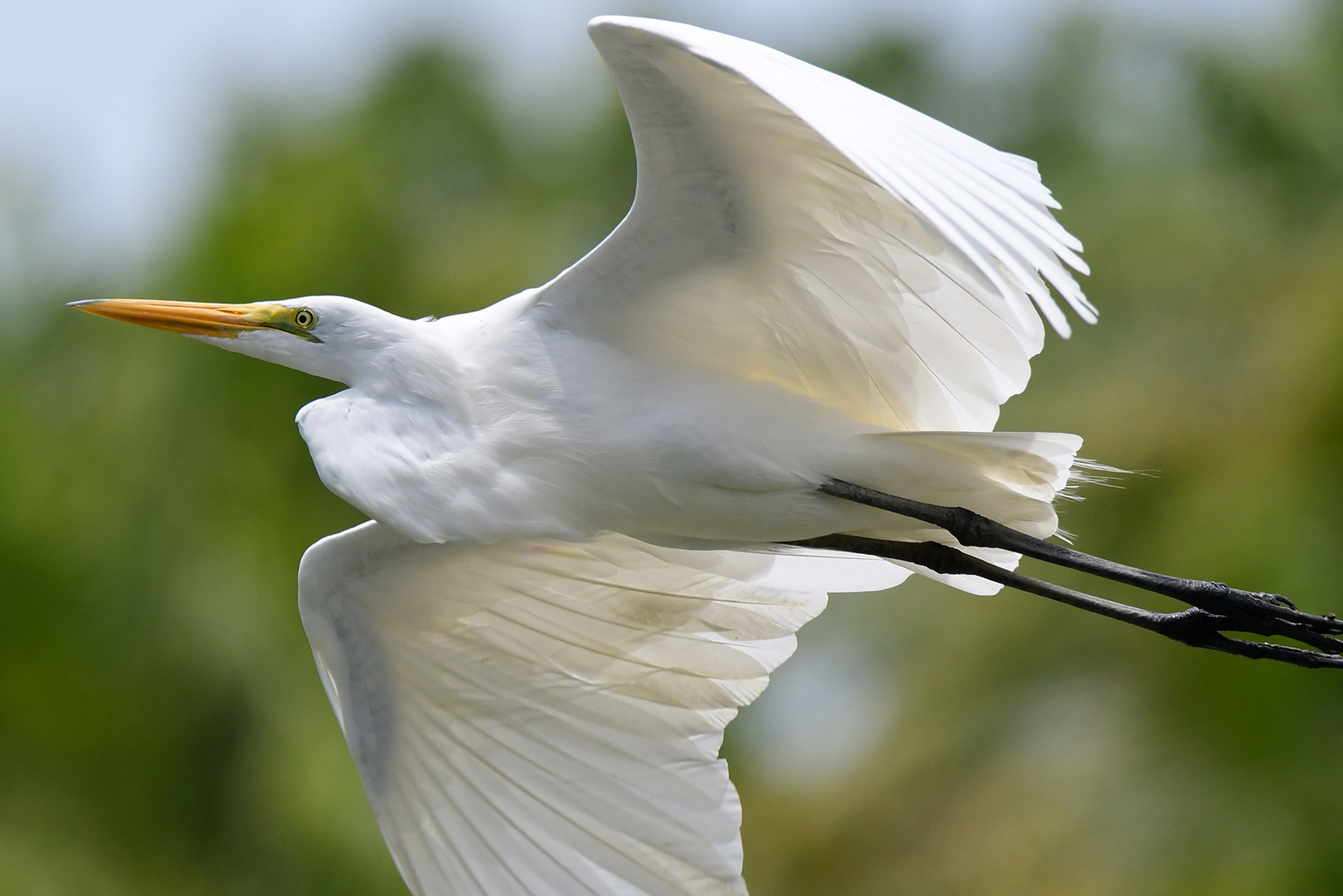 Silberreiher im Flug