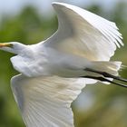 Silberreiher im Flug