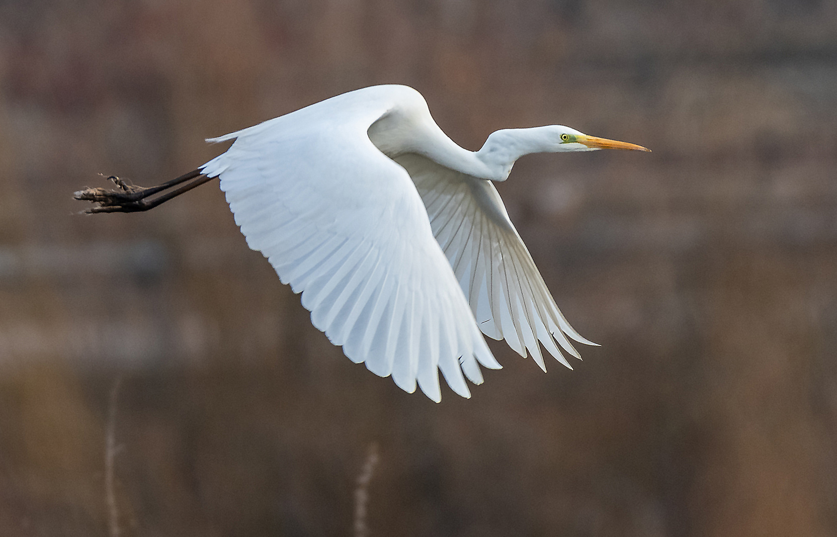 Silberreiher im Flug (2)