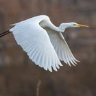 Silberreiher im Flug (2)