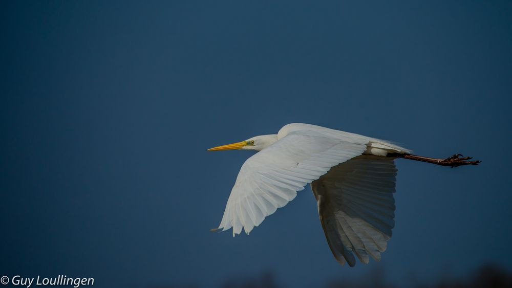 Silberreiher im Flug _ 2