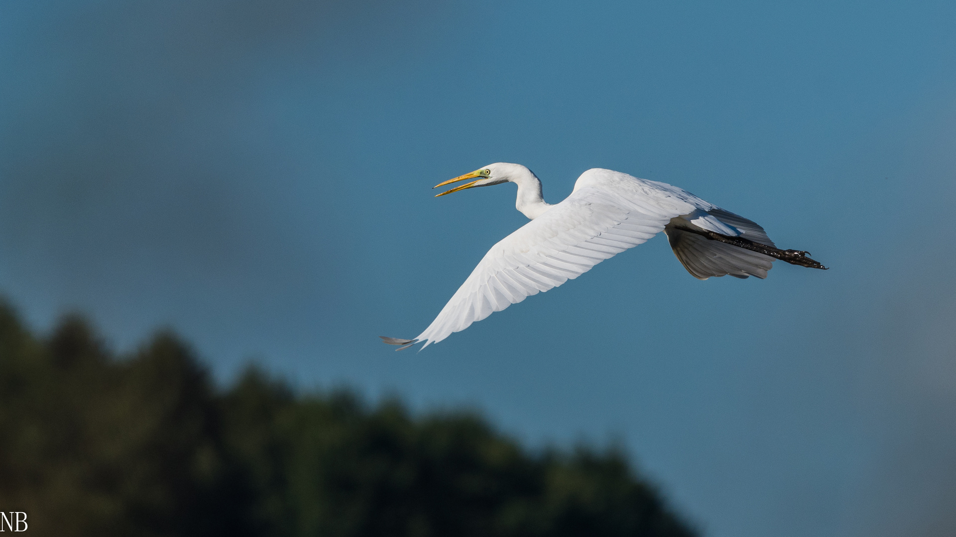 "Silberreiher im Flug 2023"