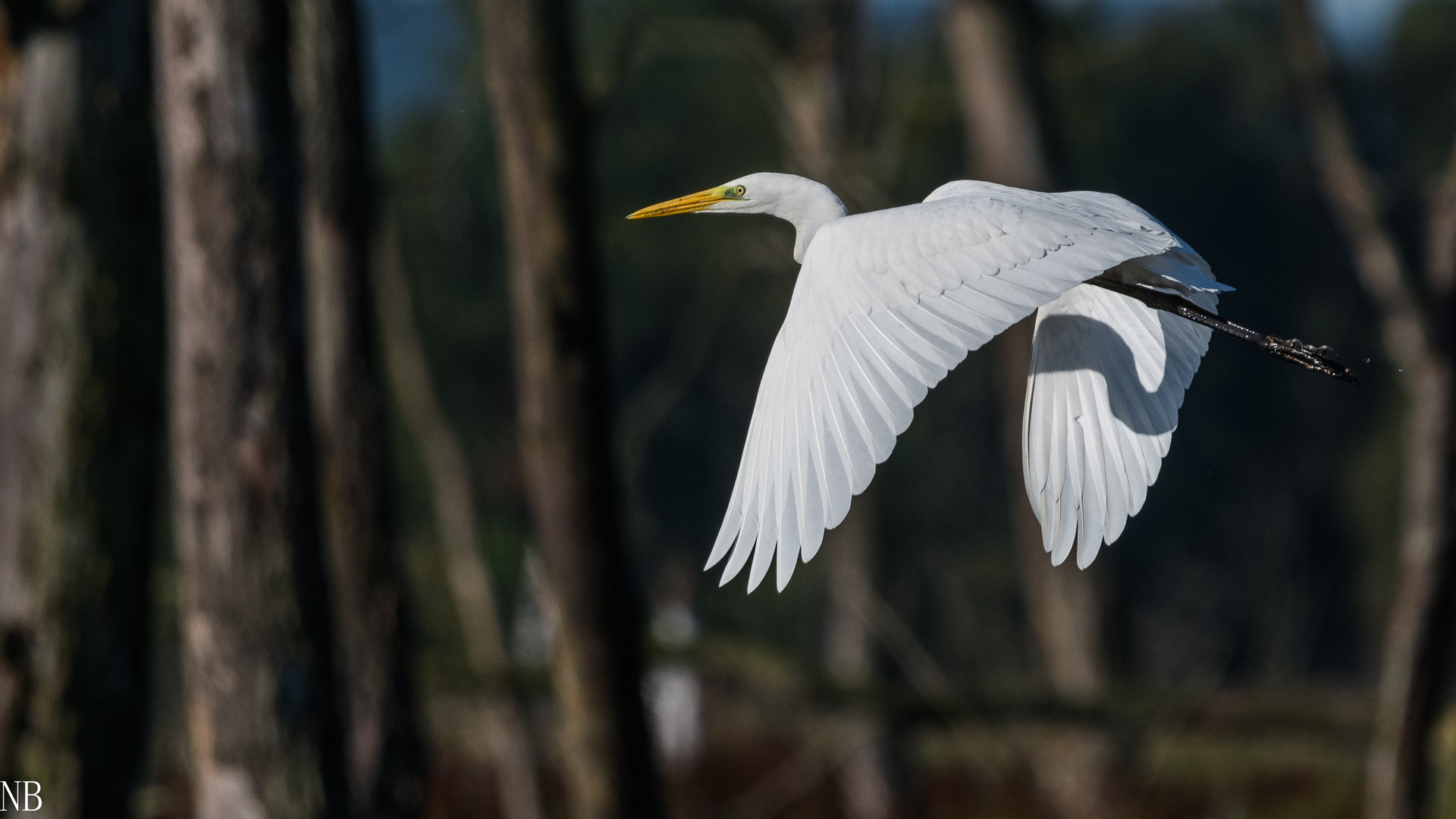 "Silberreiher im Flug 2023 II"