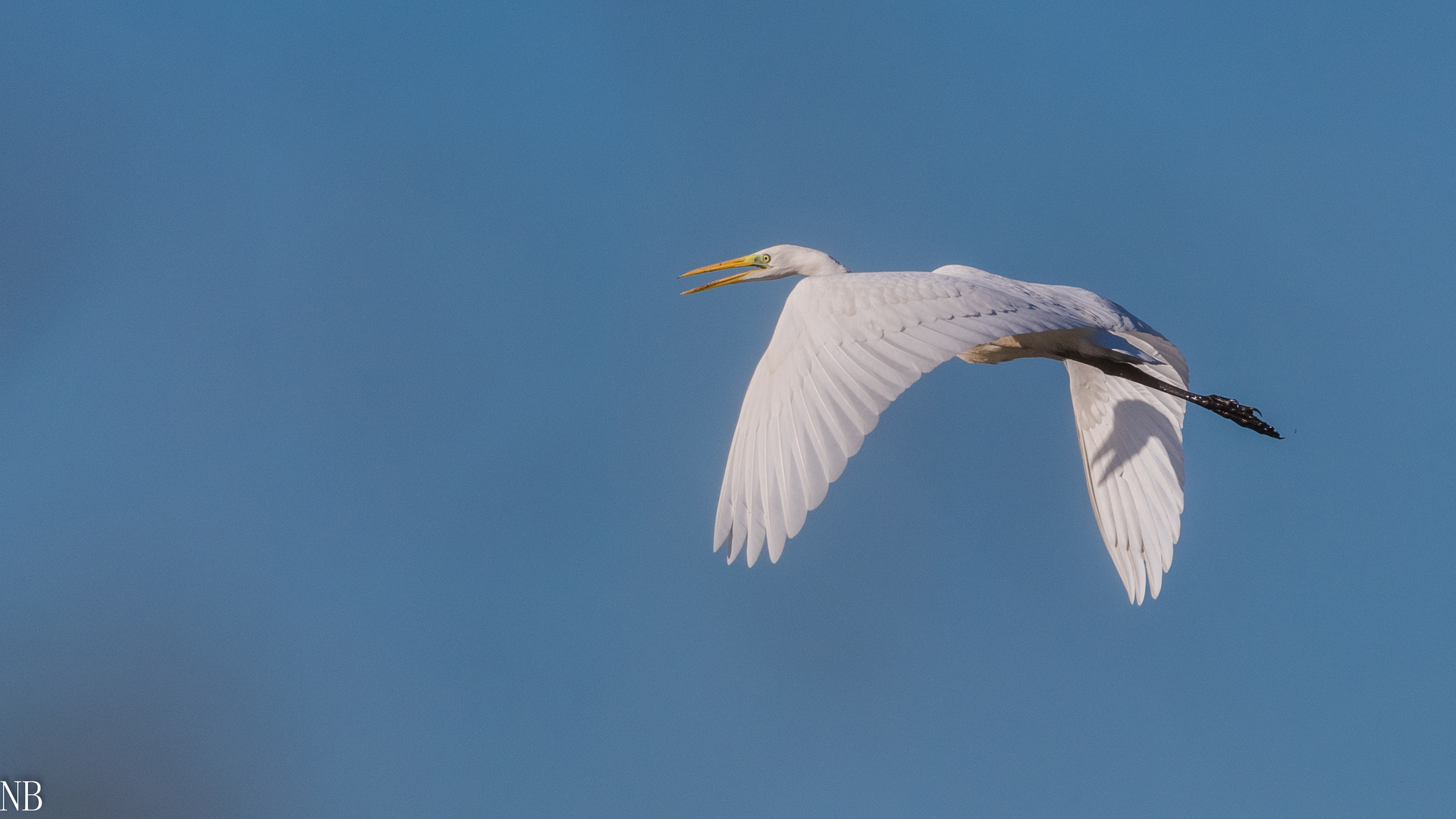 "Silberreiher im Flug 2023 III"