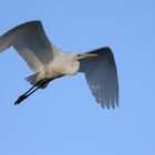 Silberreiher im Flug