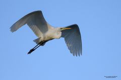 Silberreiher im Flug