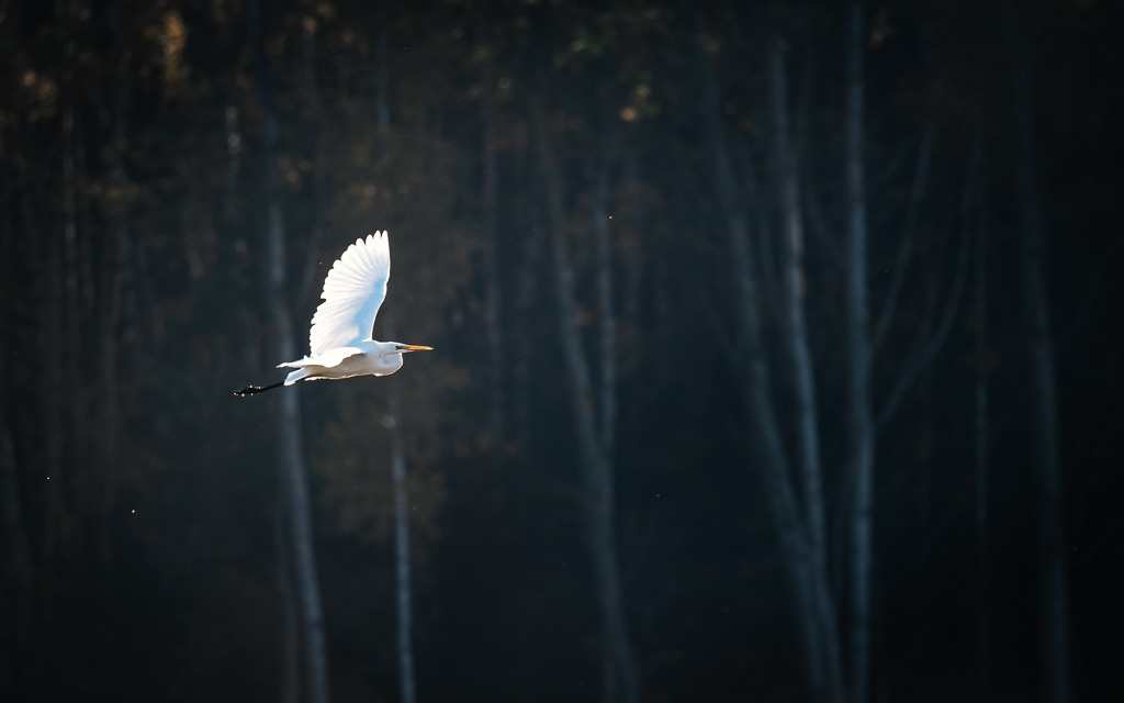 Silberreiher im Flug