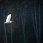 Silberreiher im Flug