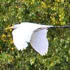 Silberreiher im Flug