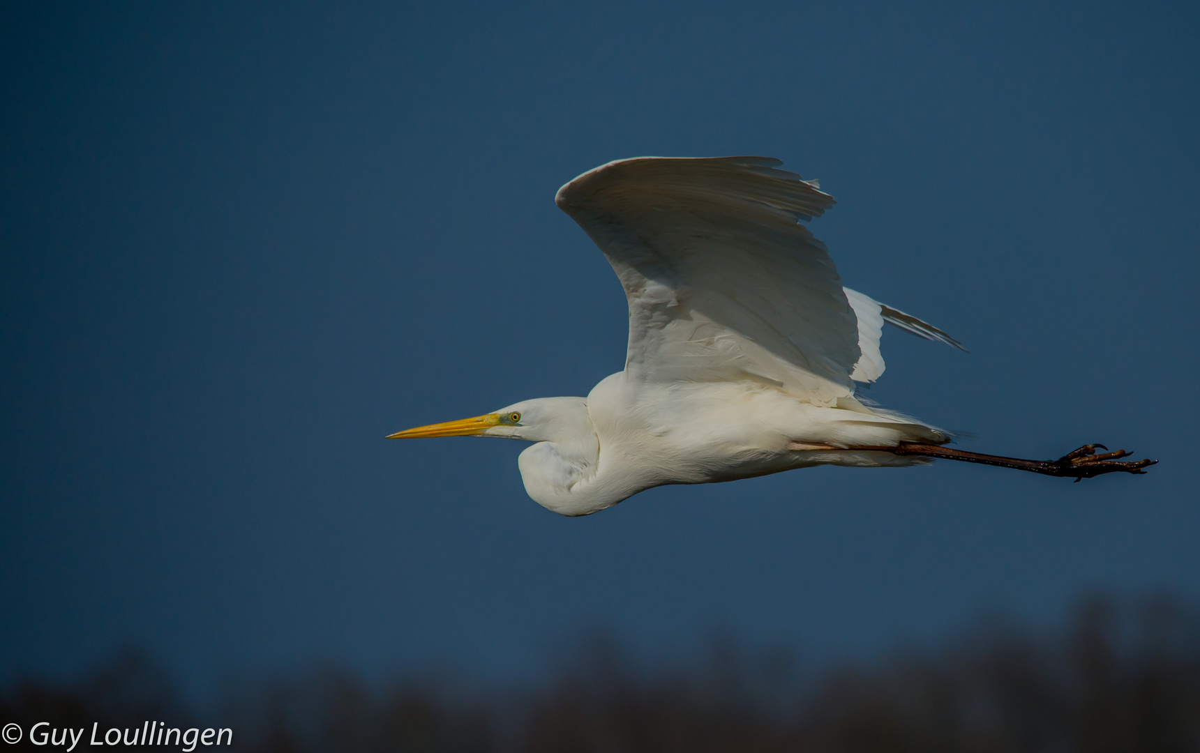 Silberreiher im Flug