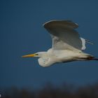 Silberreiher im Flug