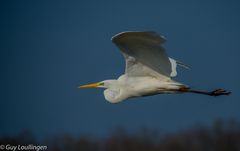 Silberreiher im Flug