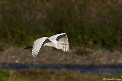 Silberreiher im Flug 3/09